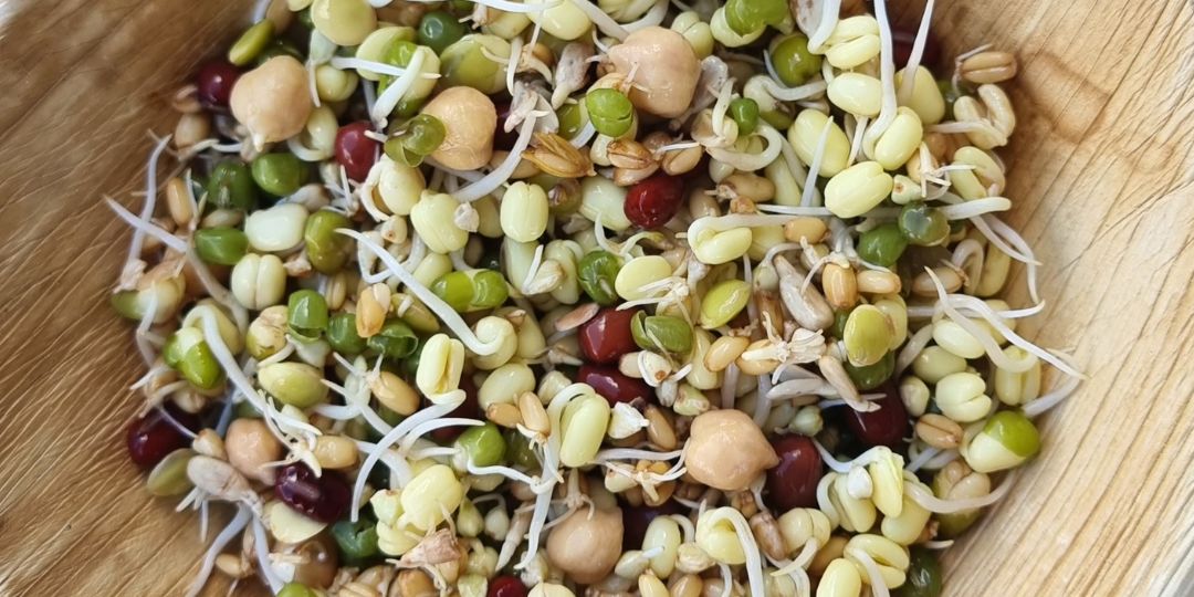 Sprouted seed for birds ready to feed