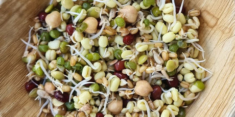 Sprouted seed for birds ready to feed