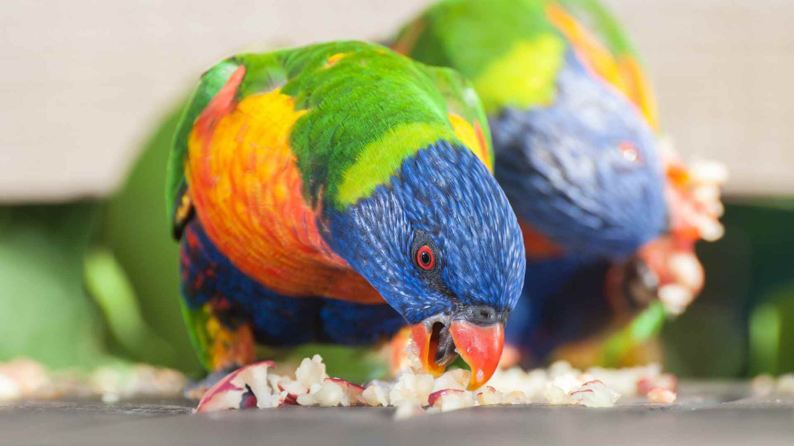 What to Feed a Lorikeet: The Complete Guide to Nectar, Fresh Food and Treats