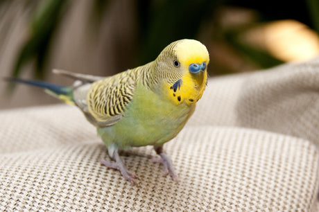 Bird at home