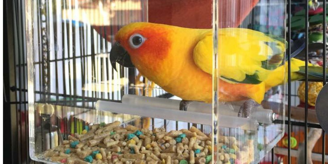 Tips to Encourage Your Bird to Use the Seedmate: A Guide for Bird Owners