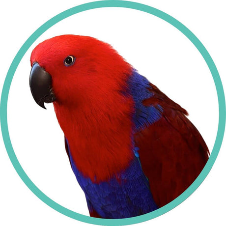 Eclectus