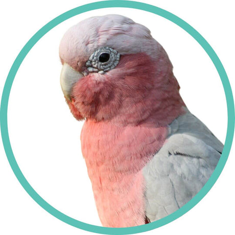 Cockatoos