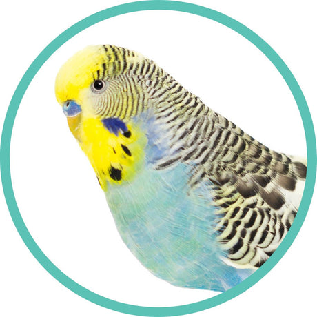 Budgie