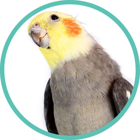 Cockatiel