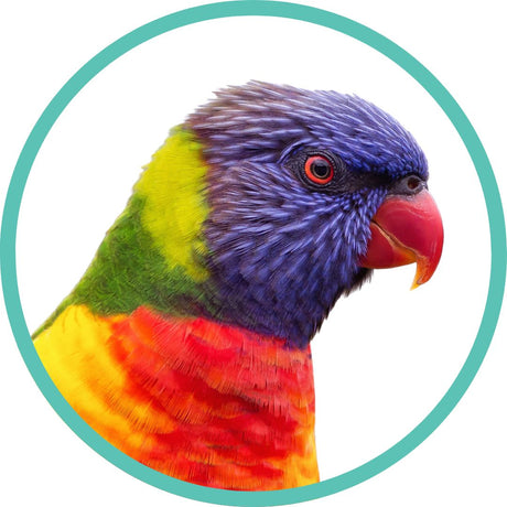 Lorikeet
