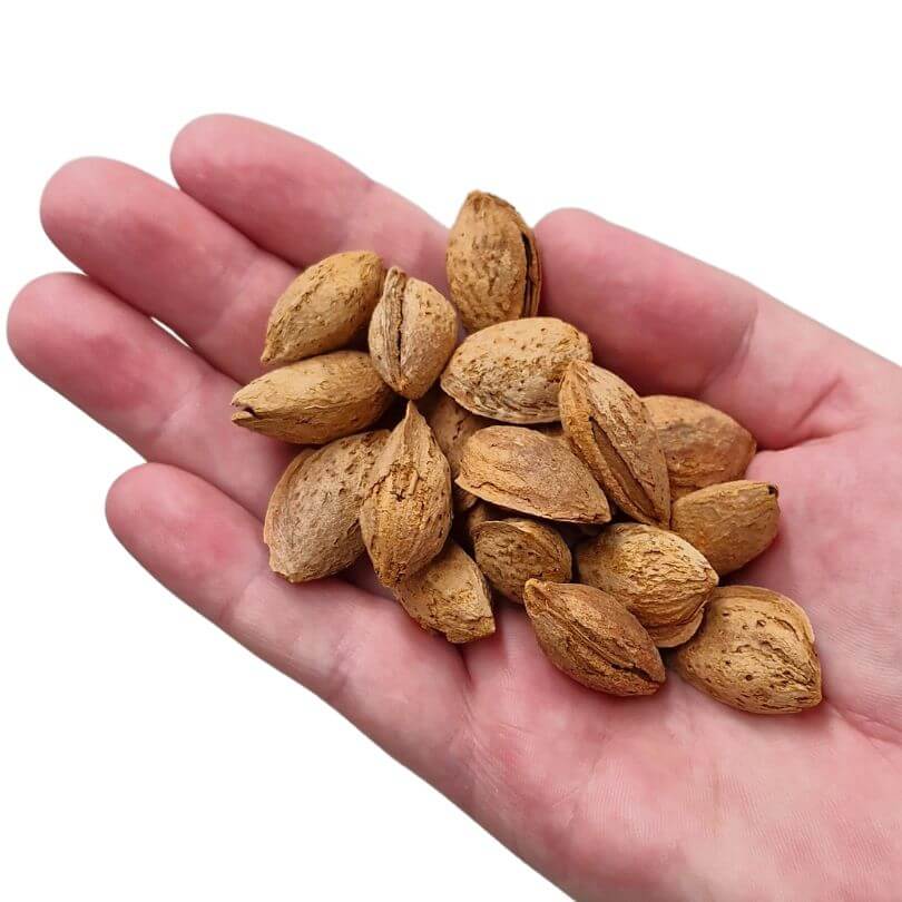 Almonds in Shell