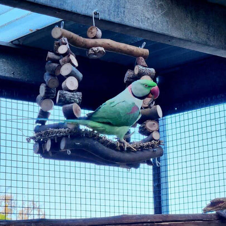 Aussie First Home Buyers Swing