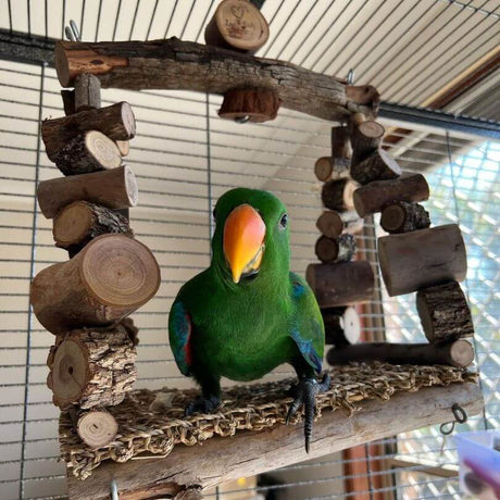 Aussie First Home Buyers Swing