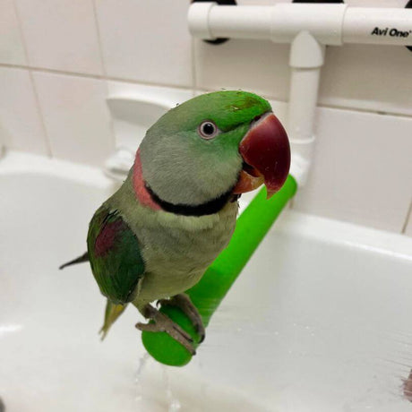 Avi-One Shower Perch
