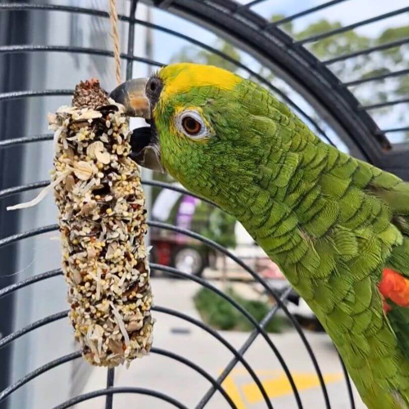 Raw for Birds Banksia Nibbles 2pk