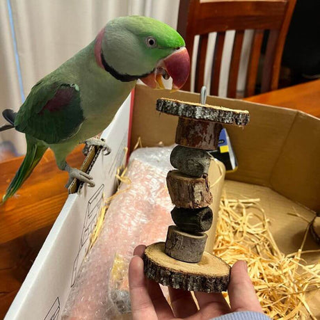 Barbell Gumnut Foot Toy