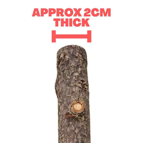 Beak Joy Natural Apple Tree Wood Perch