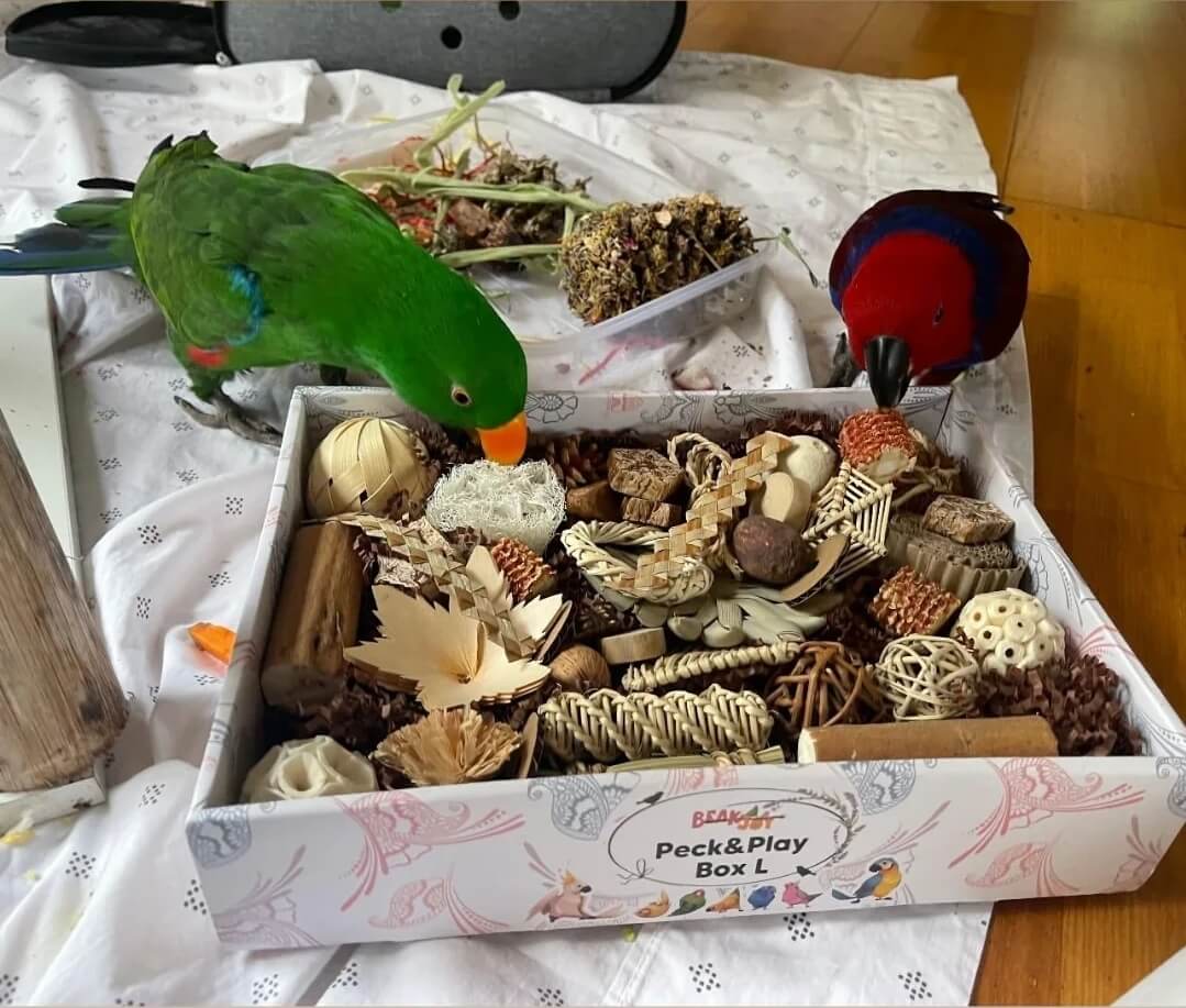 Eclectus parrot foraging in the Beak Joy Peck and Play Forage Box