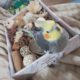 Beak Joy Peck and Play Forage Box