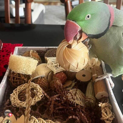 Alexandrine parrot playing with the Beak Joy Peck and Play Forage Box, Large