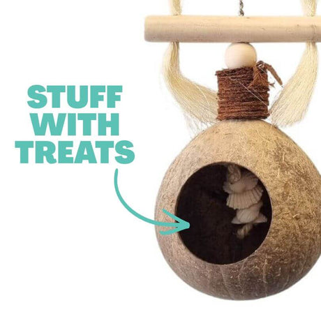 Coconut Treasure Hunt