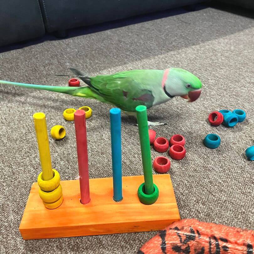 Interactive Parrot Stacking Puzzle