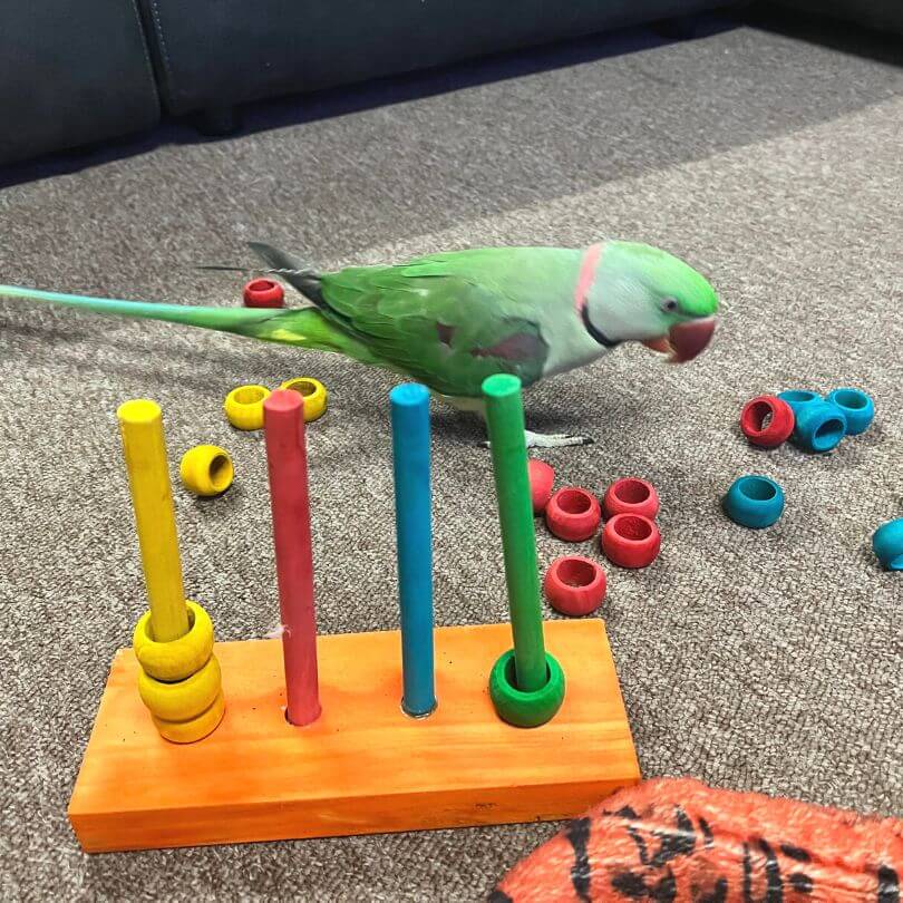 Interactive Parrot Stacking Puzzle Queenslander Aviaries Interactive Parrot Stacking Puzzle Queenslander Aviaries
