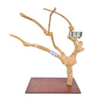 Java Tabletop Play Gym 811, hand crafted java wood tabletop parrot stand with a food bowl and toy hook, approx 73cm tall