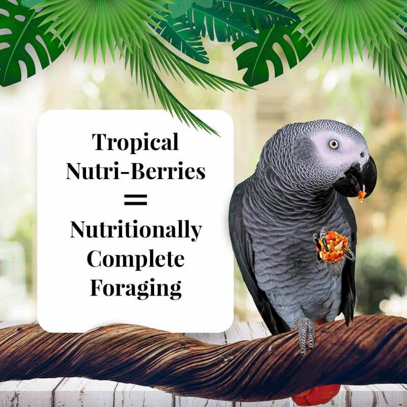 Lafeber Tropical Nutri-Berries Parrot