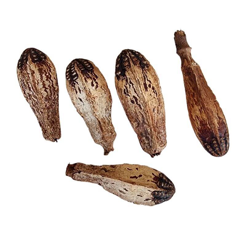 Mahogany Seed Pods 5pk