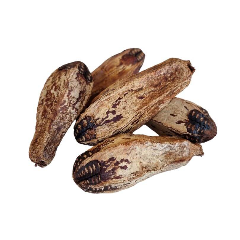 Mahogany Seed Pods 5pk