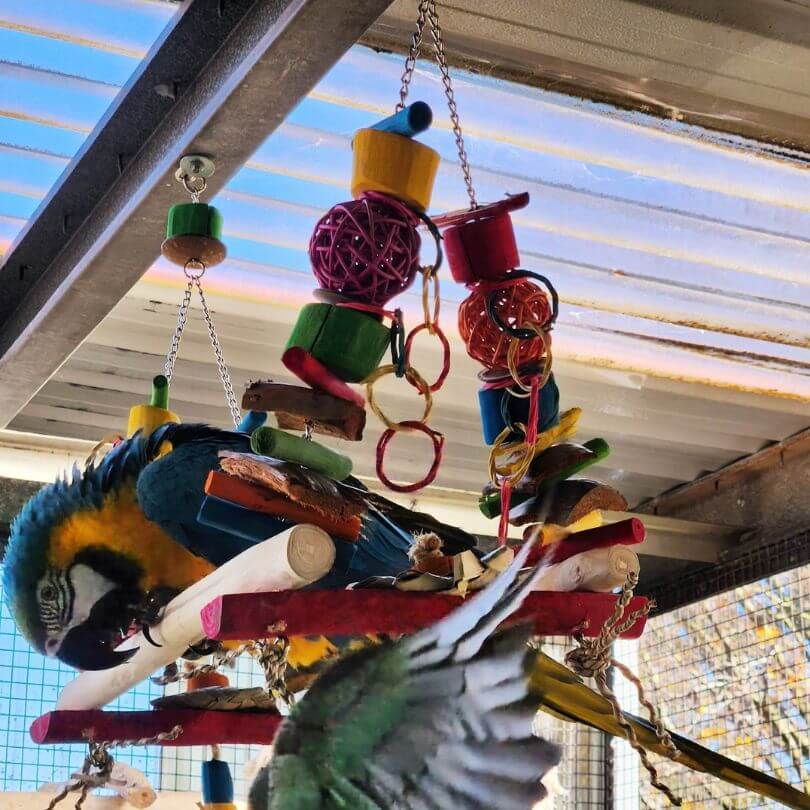 Stunning Immense Aviaries Suitable For Molting Parrots image