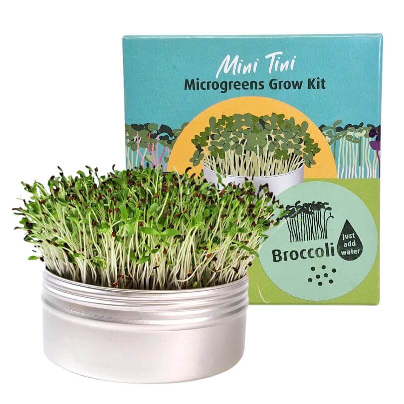 Mini Tini Microgreens Grow Kit