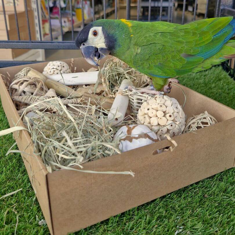 Parrot Naturals Forage Box
