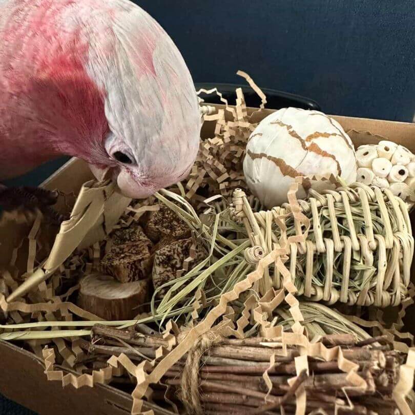 Parrot Naturals Forage Box