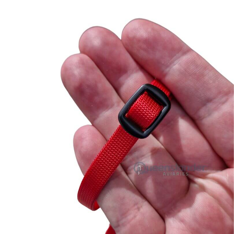Prestige Bird Harness and Leash - Red