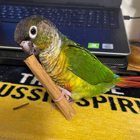 Raw for Birds Cinnamon Quills