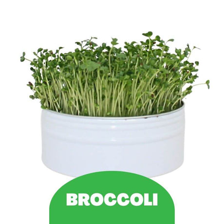 Raw for Birds - Bird Microgreens Grow Kit