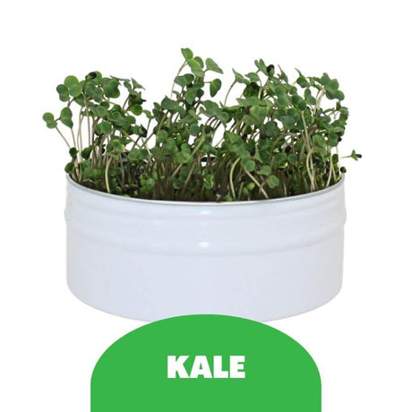 Raw for Birds - Bird Microgreens Grow Kit