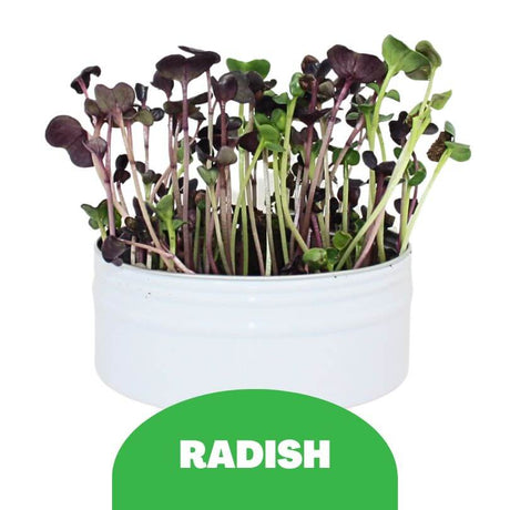 Raw for Birds - Bird Microgreens Grow Kit