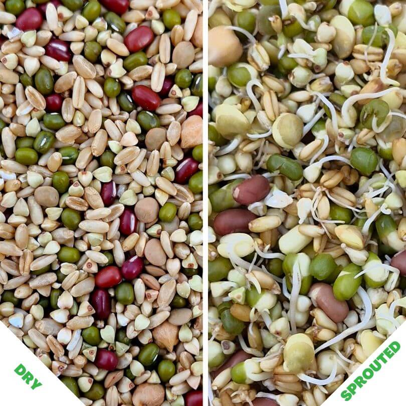 Raw for Birds Sunflower Free Sprouting Blend 500g