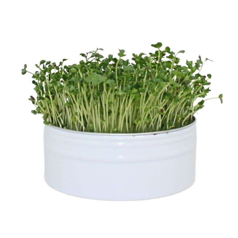 Raw for Birds - Bird Microgreens Grow Kit