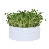 Raw for Birds - Bird Microgreens Grow Kit