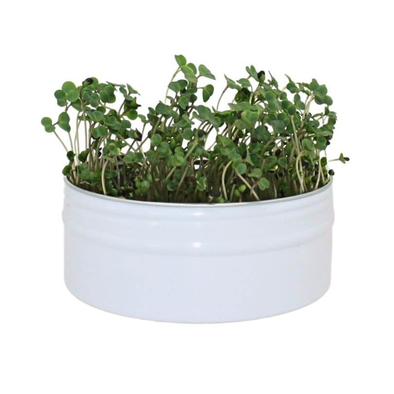 Raw for Birds - Bird Microgreens Grow Kit