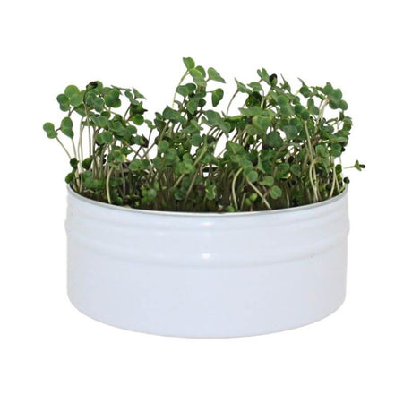 Raw for Birds - Bird Microgreens Grow Kit