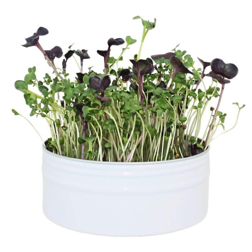 Raw for Birds - Bird Microgreens Grow Kit