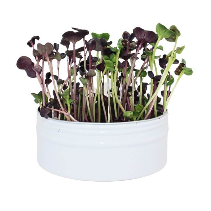Raw for Birds - Bird Microgreens Grow Kit