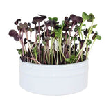 Raw for Birds - Bird Microgreens Grow Kit