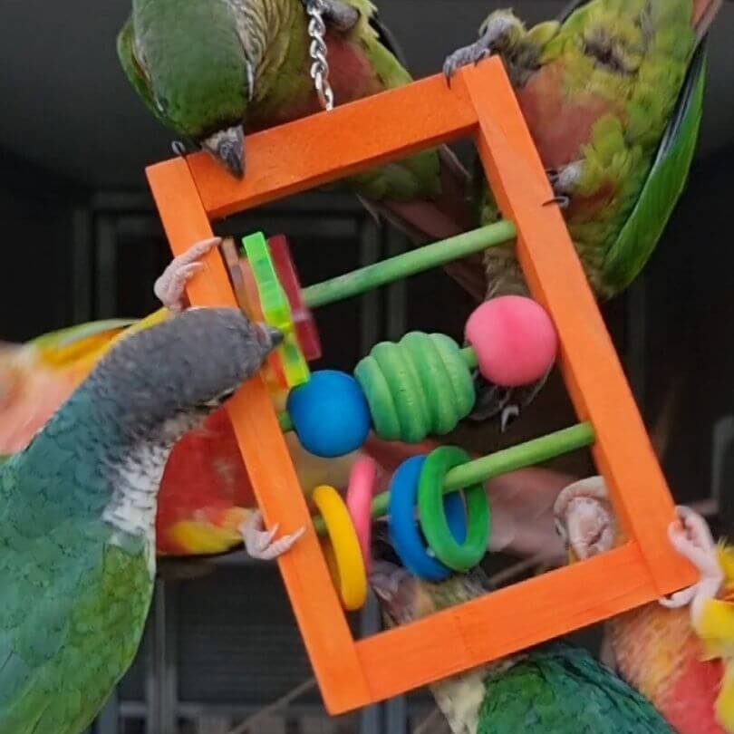 Small Bird Activity Hanger