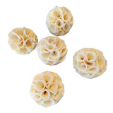 Sola Coral Chews 5pk