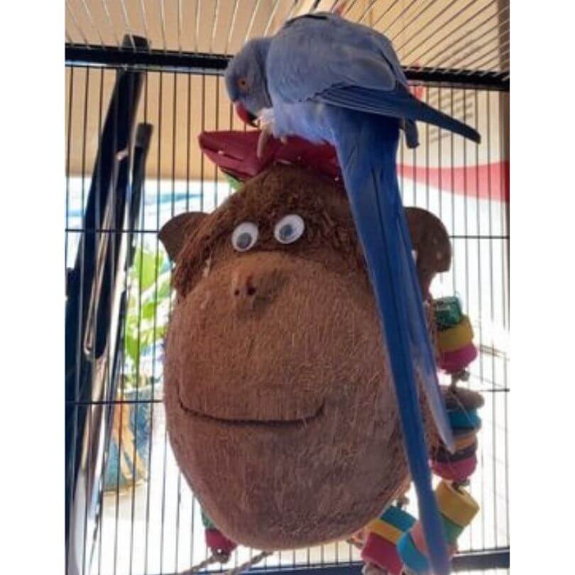 Mr and Miss Monkey