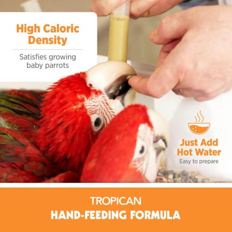 Tropican Hand Feeding Formula