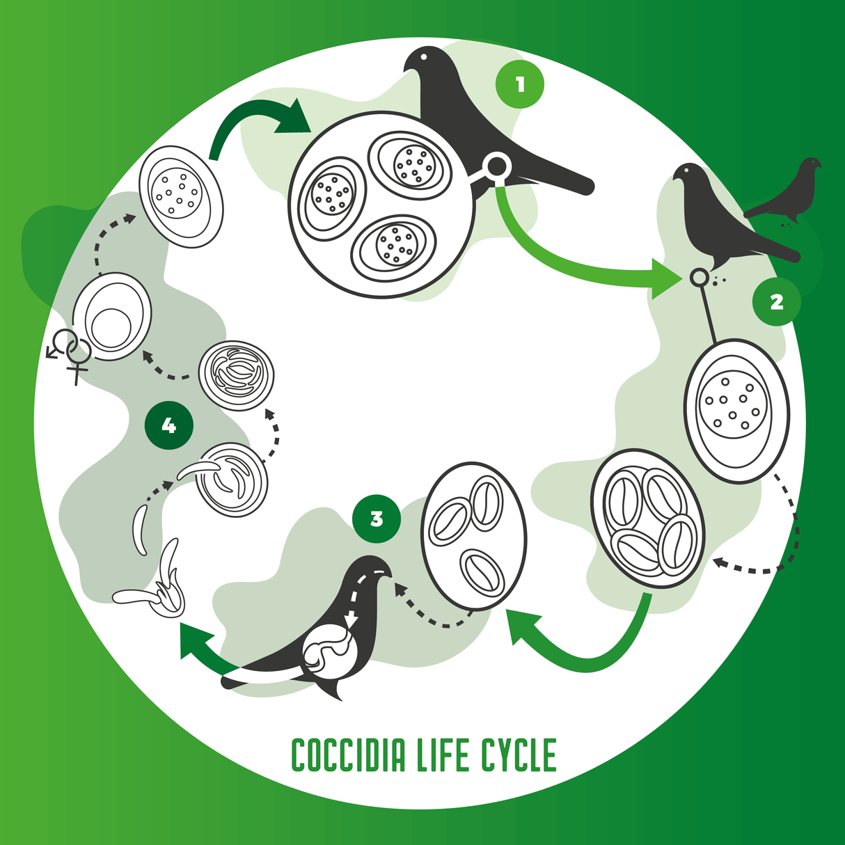 Vetafarm Coccivet 50ml