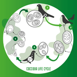 Vetafarm Coccivet 50ml